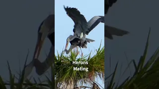 Great Blue Herons Mating #shorts #birds #mating #animals #herons