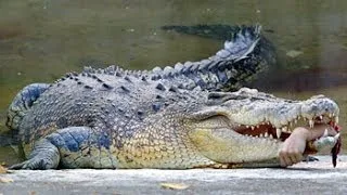 Crocodile attacks and kills man in australia