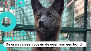 Gered dier blijkt eerste hond-vos ter wereld te zijn