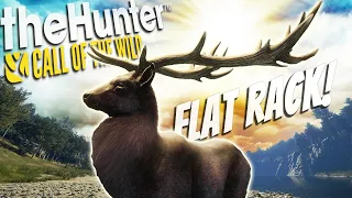 We Got A MEGA RARE Flat Rack Melanistic Red Deer! Call of the wild
