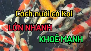 Cách nuôi cá Koi lớn nhanh và khoẻ mạnh!