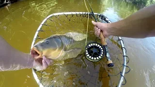 Found the Honey Hole!! Sight Fishing Carp on the Fly