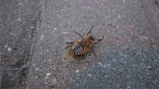 Майские жуки «атакуют» жителей Боровлян