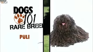 DOGS 101 - Puli (ENG)