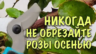 НИКОГДА НЕ ОБРЕЗАЙТЕ РОЗЫ ПЕРЕД УКРЫТИЕМ! ГРУБЕЙШИЕ ошибки при подготовке роз к укрытию.