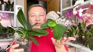 отделение орхидеи ПОДРОБНОЕ ВИДЕО / пересадка орхидеи с цветоноса с воздушными корнями
