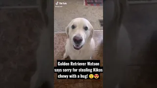 Dog Hugs Another Dog To Apologise For Stealing Treat! 🙁😍