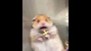 hamster scared original video