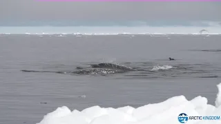 Narwhal Swimming By