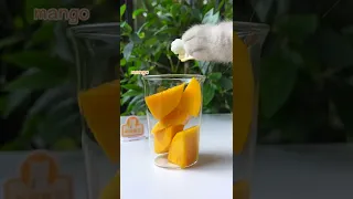 😲REAL Fruit Cake + Mango Latte, So Perfect!😻 | Chef Cat Cooking  #tiktok #Shorts