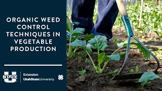 Organic Weed Control Techniques in Vegetable Production