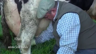Cooperativa leite Montanha da Pastagem à Confecção do Queijo e Manteiga, Ilha Pico Açores