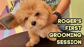 My Maltipoo Puppy's First Grooming | ALY MEETS WORLD