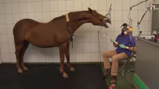 Tierklinik Gessertshausen - Zahnstation für Pferde