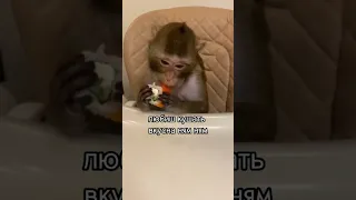 я бибизян! #shorts #memes #meme #monkey #youtubeshorts #funny #fun #мемы #мем #обезьяна #fyp #edit