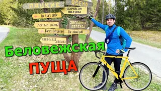 БЕЛОВЕЖСКАЯ ПУЩА - лучший ВЕЛОМАРШРУТ Беларуси? Экскурсии, цены, обзор заповедника | Часть 1