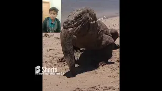 Heartbreaking Moment of The Last Dinosaur on Earth#viral #ytshorts #komodo #shorts#reaction