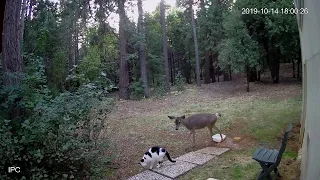 Curious Deer vs Surprised Cat