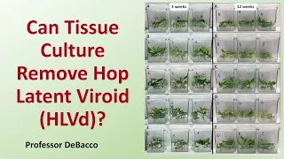 Can Tissue Culture Remove Hop Latent Viroid (HLVd)