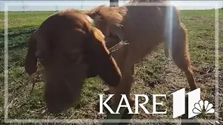 Family pulls dog out of tornado damage