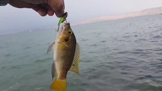 דייג מהחוף 2018. שיטות וטיפים איך לדוג.