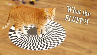 Can Cats See Optical Illusions? (Indoor Sinkhole)