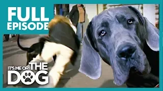 The Great Dane 'Villian': Dylan | Full Episode | It's Me or the Dog