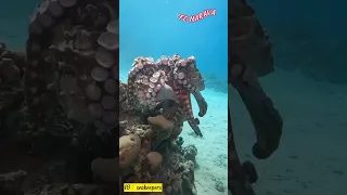 Gurita Betina Makan Jantan #shorts #animals #sea #octopus #gurita #viral #infonaraya #hewanlaut