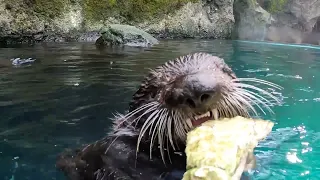 The Best Otter Moments At The Oregon Zoo In 2022