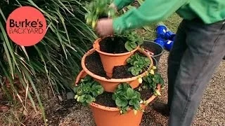 Burke's Backyard, Making a Strawberry Tower