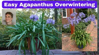 Agapanthus Winter Plant Care