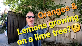 Grafting citrus fruit cocktail trees.🍊🍋🍈