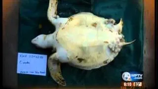 Sea turtles undergo surgery for pollution-related tumors