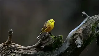 "Feathers of Splendor: A Mesmerizing Collection of Stunning Birds"