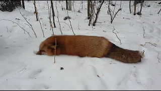 ЛИ СЯО. Алиса - Лиса. Лисе стало стыдно за то, что покусала.