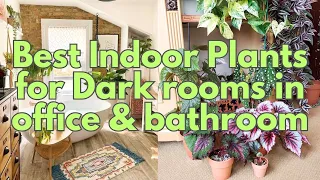 Best Indoor Plants for Dark rooms in office & bathroom