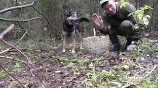 Поляна белых! ВЕЧЕРНЯЯ ПРОГУЛКА ПО ГРИБЫ В ЛЕС! Грибы сентября! mushroom picking БЕЛЫЕ ГРИБЫ!