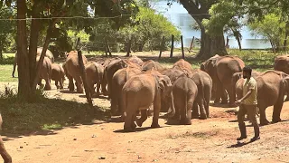 Elephants Milk Time at Transit Home in Udawalawe National Park in Sri Lanka