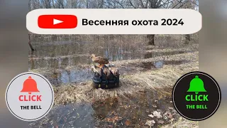 Классическая охота с подсадной уткой из скрадка. Весна 2024