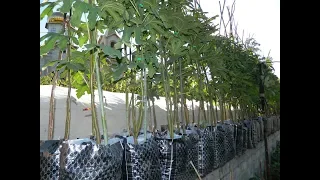 Выращивание саженцев инжира. Сезон 2017 (Growing seedlings of figs. Season 2017)