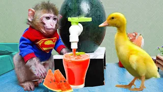 Baby monkey and baby duck go harvest fruit and enjoy watermelon juice together