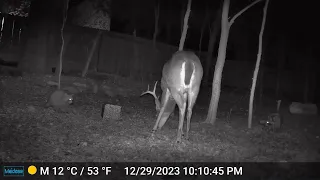 Two Raccoons and a Deer Eating - 12/29/23 - Trail Cam - San Antonio, TX - Bexar County - Sea World