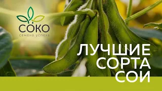 СОКО - лидер отечественной селекции. Новые сорта сои к сезону 2021 года