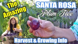 Harvesting 28 lbs of Santa Rosa Plums From Our Backyard Food Forest