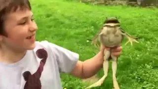 A big screaming bullfrog