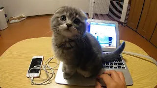 The cutest kitten that wants to play and interferes with the owner's work