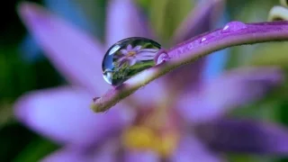 Spring flowers Inspiration of divine love Timelapse - Piano Instrumental Music