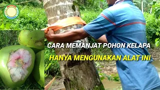 HOW TO CLICK A COCONUT TREE, IT IS ENOUGH TO USE THIS ROPE