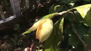 Magnolia liliifera ( Talauma candollei ) Egg Magnolia..