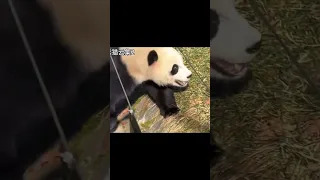 National Zoo panda cub Xiao Qi Ji in China